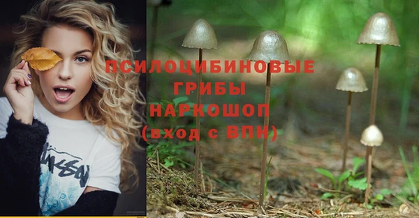 прущие грибы Красноперекопск